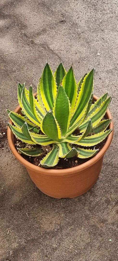 Agave Lopantha Quadricolor