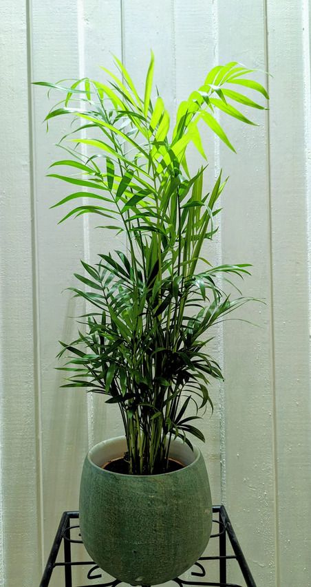 Chamaed Elegans Bergpalme