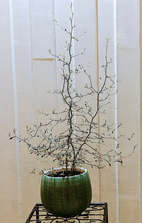 Corokia Zick Zack Strauch