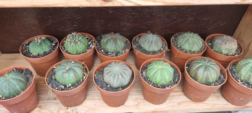 Euphorbia obesa