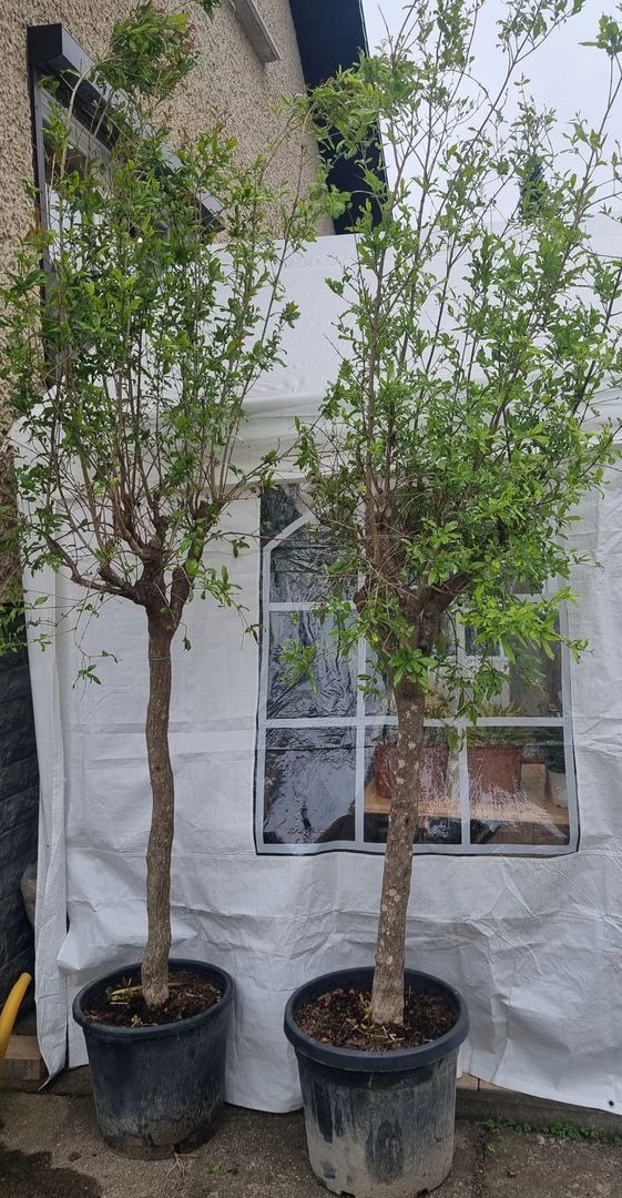 XXL Granatapfel Baum