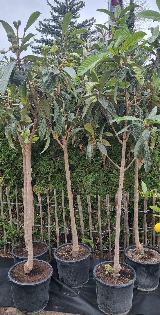 XXL Japanische Wollmispel