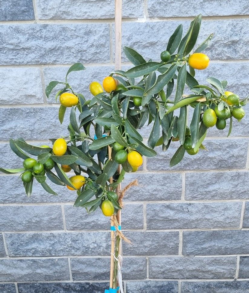 Kumquat