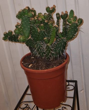 Opuntia quitensis