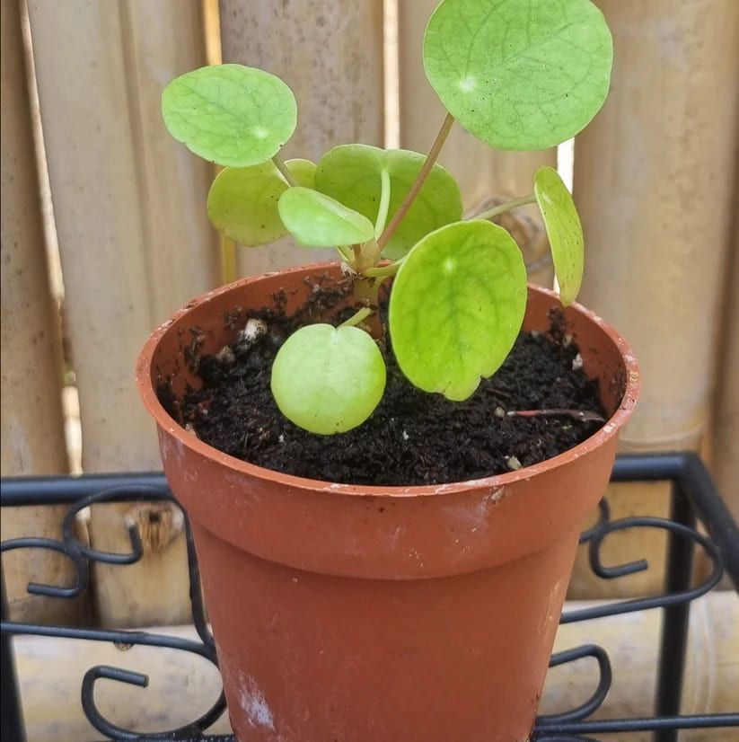 Pilea Peperomioides