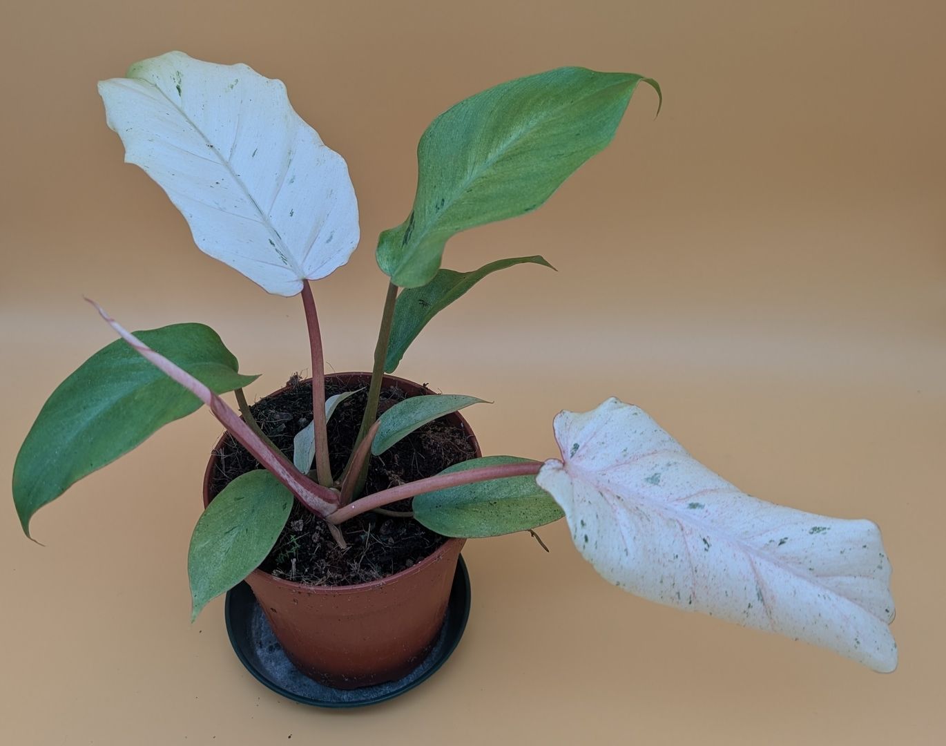Philodendron Snowdrift