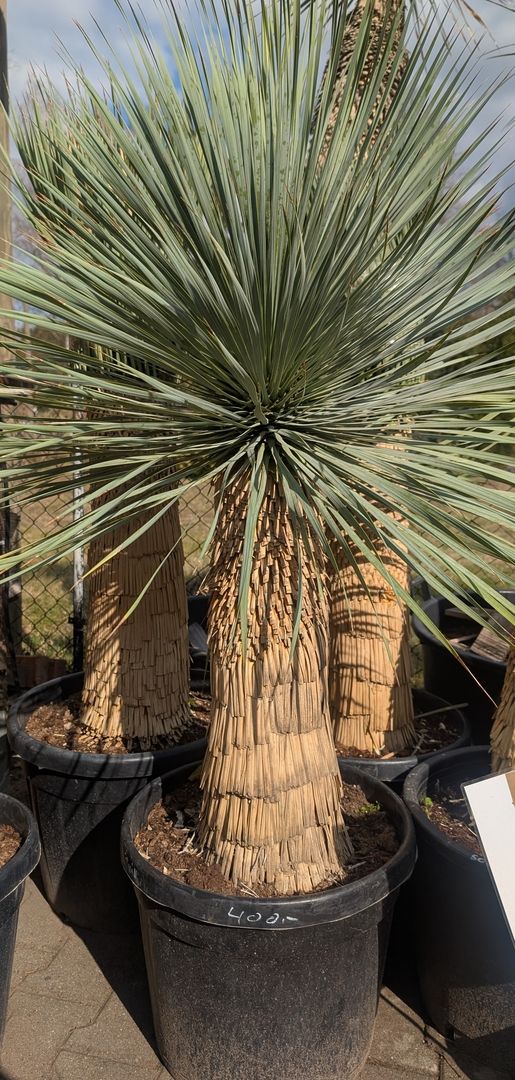 Yucca rostrata 60cm Stamm