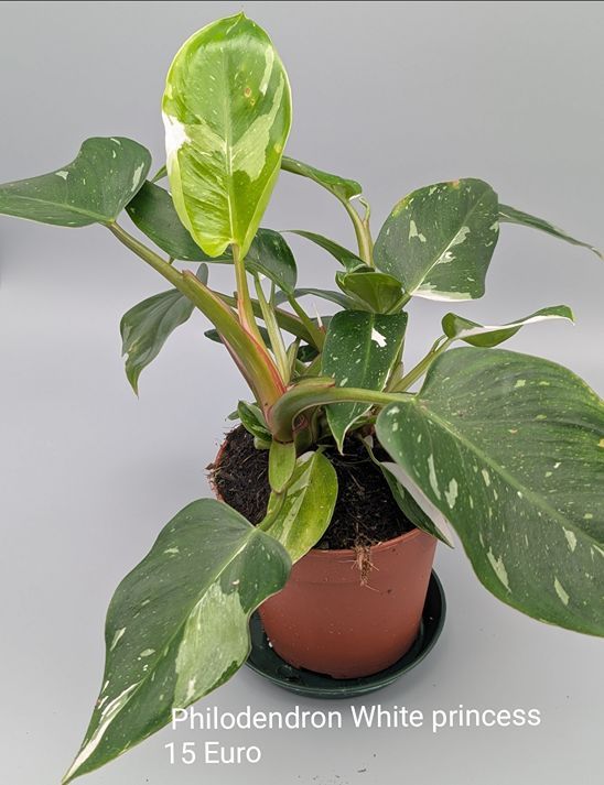 Philodendron White Princess