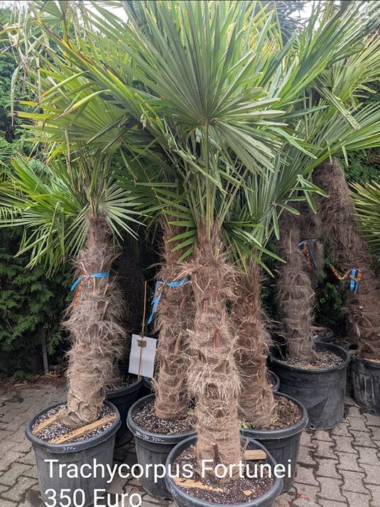 Trachycarpus Fortunei