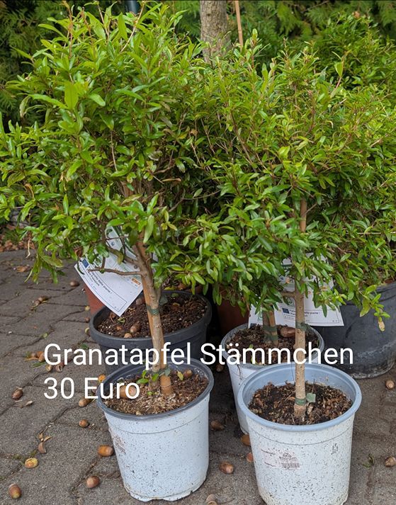 Granatapfel Stämmchen