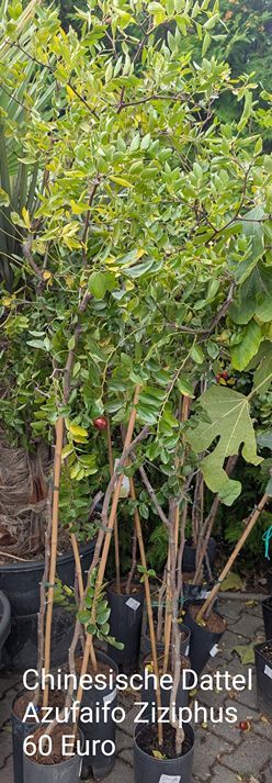 Chinesische Dattel Azufaifo Ziziphus