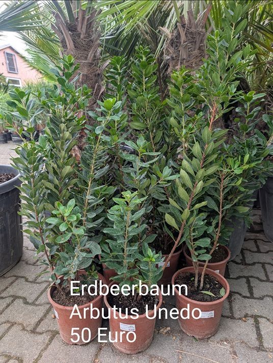 Erdbeerbaum