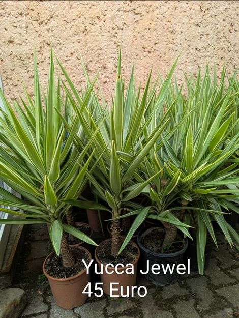 Yucca Jewel