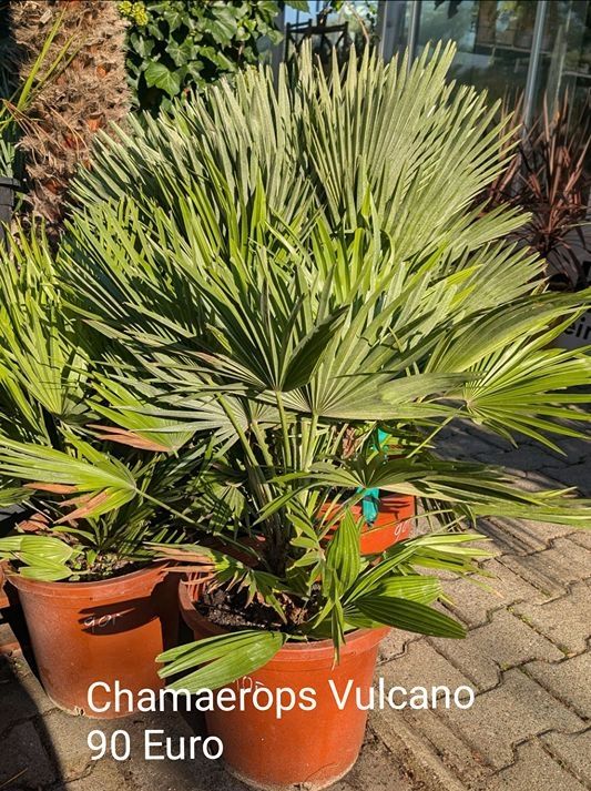 Chamaerops Vulcano