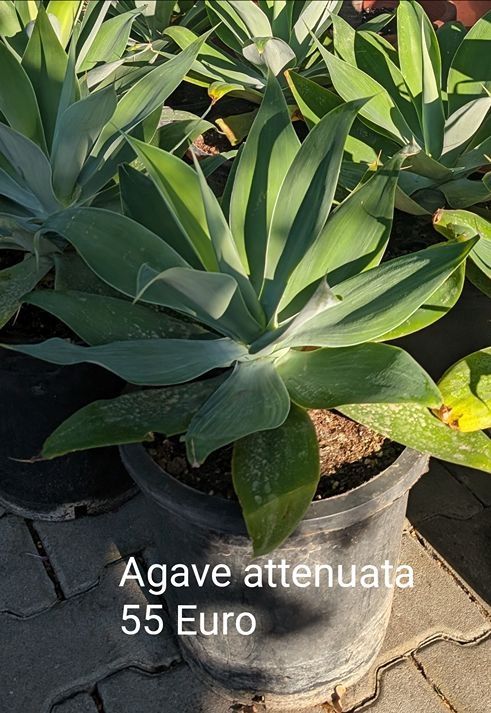 Agave attenuata Drachenbaum-Agave