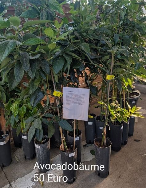 Avocadobäume