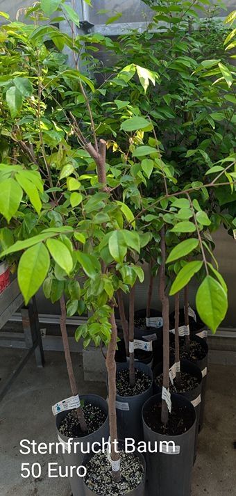 Sternfrucht Baum