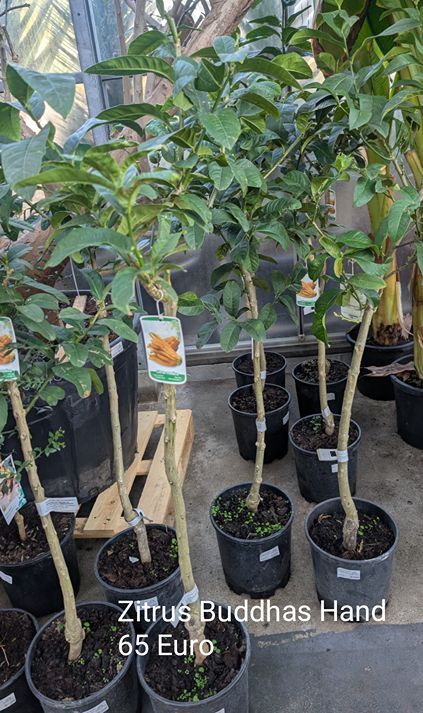 Zitrone Buddhas Hand