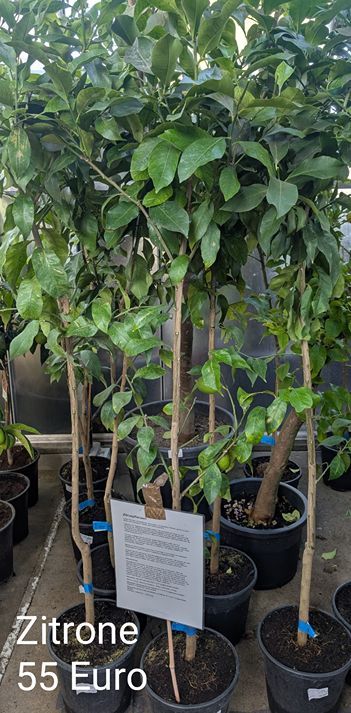 Zitronenbaum