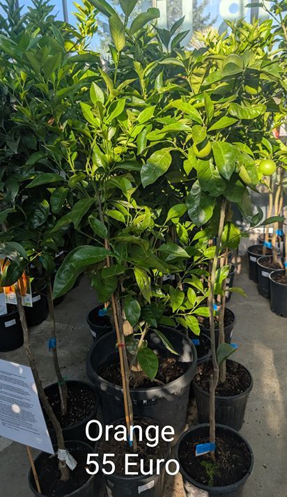 Orangenbaum veredelt