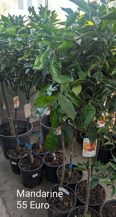 Mandarinenbaum veredelt