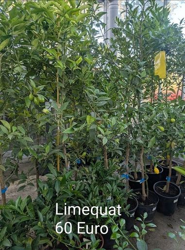 Limequat