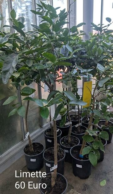 Limette