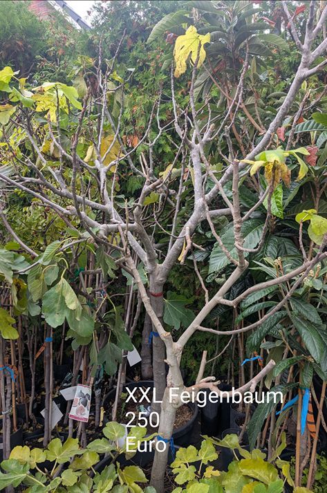 XXL Feigenbaum