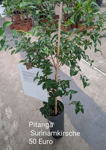 Pitanga Surinamkirsche