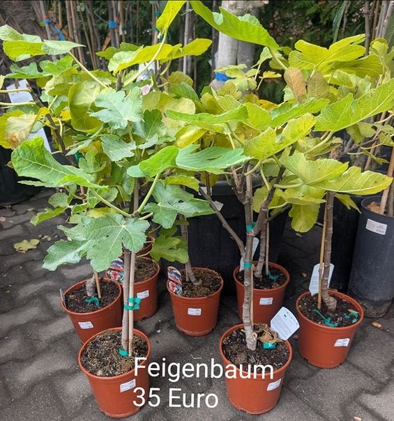 Ficus carica Echte Feige