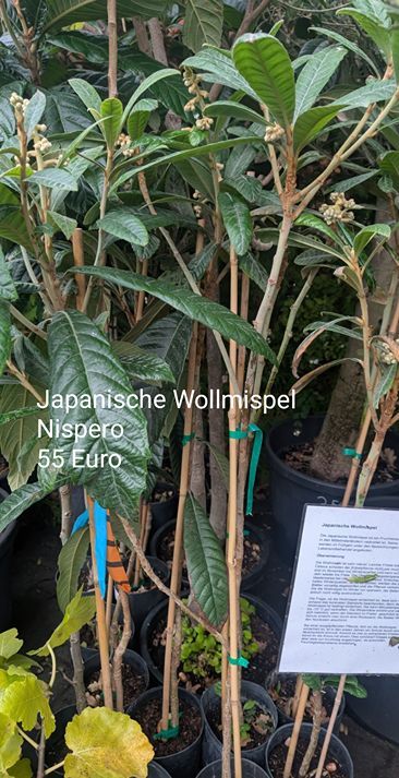 Japanische Wollmispel