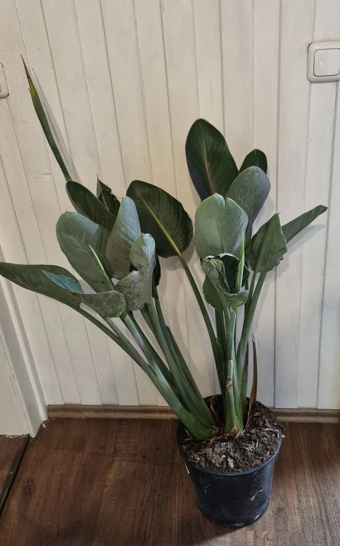 Strelitzia Regiae Pradadiesvogelblume mit Blütenansätze