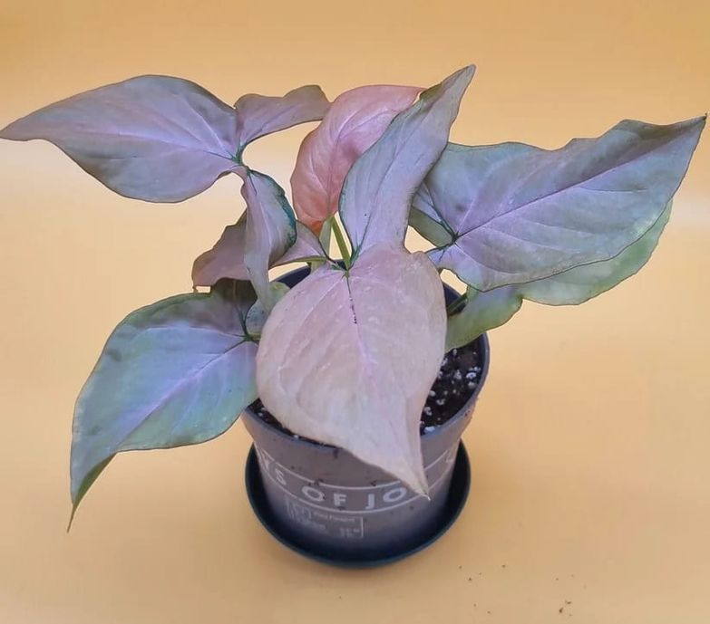 Syngonium pink