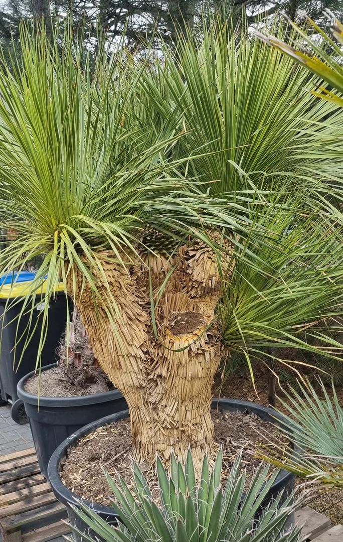 XXL Yucca Thompsoniana