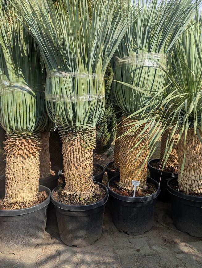 Yucca rostrata 90cm Stamm