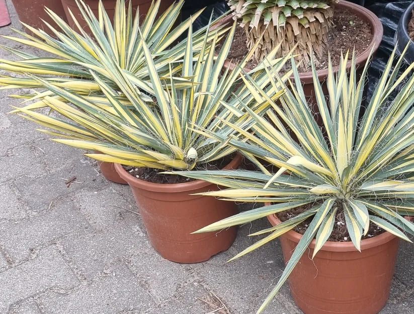 Yucca Filamentosa Variegata